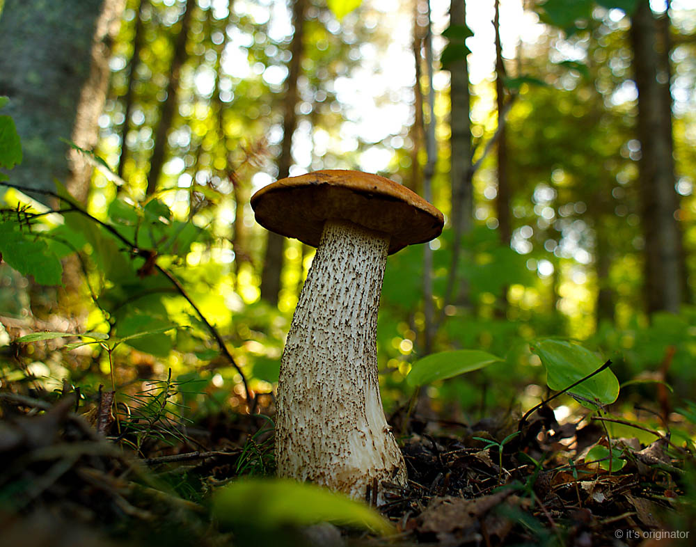 Mushroom_Picking